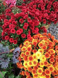 flowers for landscaping and garden center