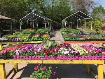 Garden center with landscape plants sitting on tables.